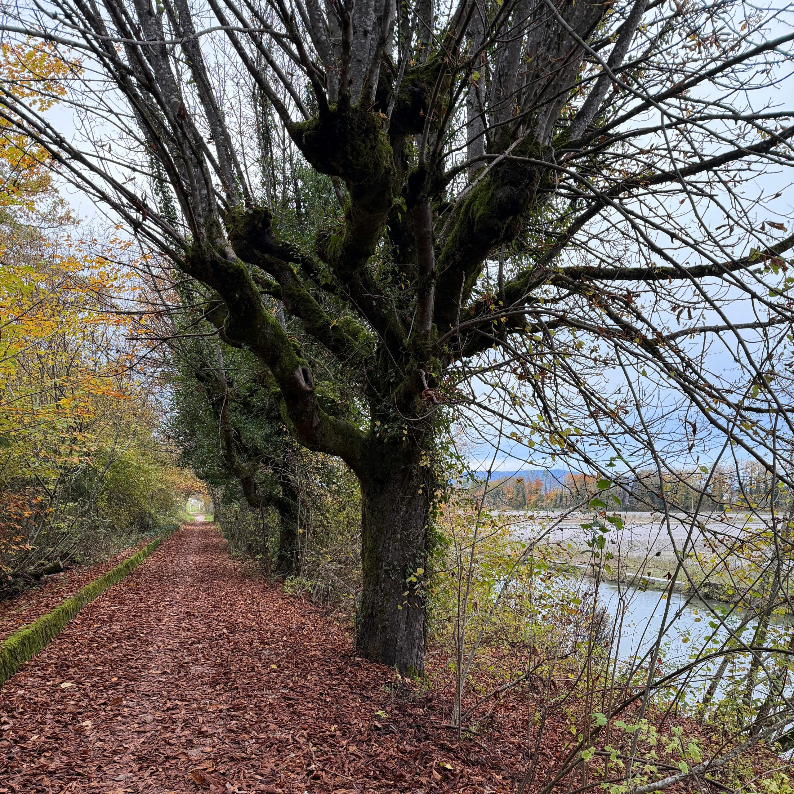 Image of a walking path next to a body of water.